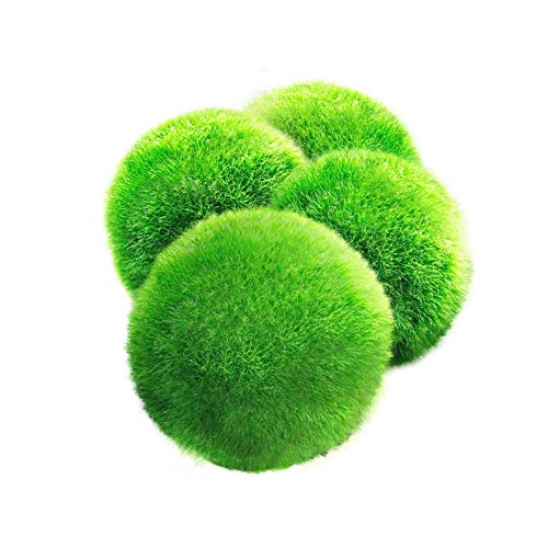 Csheng Java Moss Aquarium Pflanzen Moss Balls Imitation Plants Aquarium Ornamente Grünalgen Ball Aquarium Ornamental Real Aquatic Plant Landschaftsbau Dekoration Ball Algen Seetang Ball 4pcs von Csheng