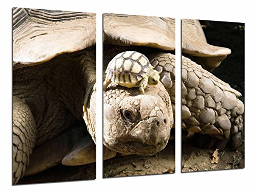 Wandbild - Tier Landschildkröten, Quelonios, Wildlife, 97 x 62 cm, Holzdruck - XXL Format - Kunstdruck, ref.26785 von Cuadros Cámara