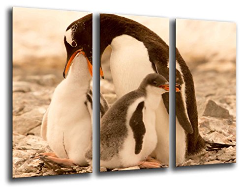 Wandbild - Pinguine am Strand, Natur, 97 x 62 cm, Holzdruck - XXL Format - Kunstdruck, ref.26126 von Cuadros Cámara