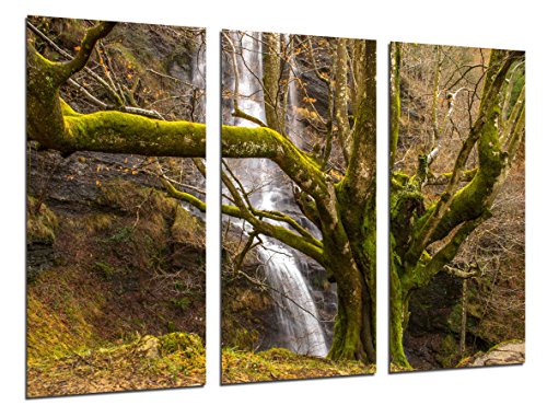 Wandbild - Wald, Baum, Natur, 97 x 62 cm, Holzdruck - XXL Format - Kunstdruck, ref.26252 von Cuadros Cámara