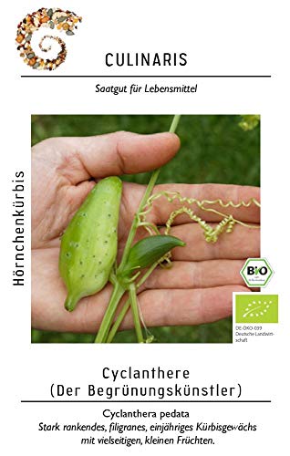 Culinaris 053 Cyclanthere, Hörnchenkürbis (Bio-Hörnchenkürbissamen) von Culinaris