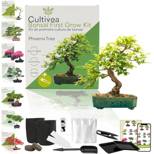CULTIVEA® Bonsai-Set First Bonsai Phoenix Tree – Pflanzfertig mit Samen, Erde & Zubehör – Bonsai-Anzucht für Zuhause | Originelle Geschenkidee von Cultivea