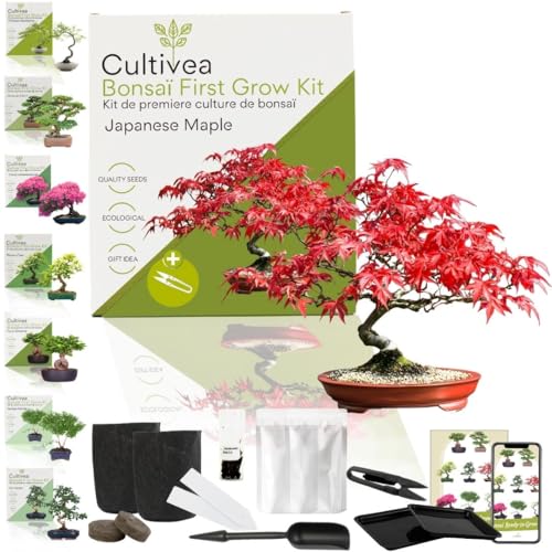 CULTIVEA Bonsai-Set First Bonsai Pflanzfertig – Gärtnern & Dekorieren – Natürliche Bonsai-Anzucht für Innen & Außen – Verschiedene Sorten, Samen, Erde & Zubehör (Japanese Mapple) von Cultivea