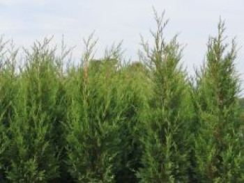 Leyland-Zypresse 'Typ 2001', 40-60 cm, x Cupressocyparis leylandii 'Typ 2001', Containerware von x Cupressocyparis leylandii 'Typ 2001'