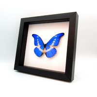 Echt Xl Metallic Blau Morpho Schmetterling Gerahmte Taxidermie - Rhetenor Helena von CuriousKingdomShop