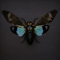 Echte Blaue Riesen-Zikade Gerahmt Tierpräparation - Tosena Brillianta von CuriousKingdomShop