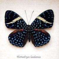 Echte Blaue Sternennacht Schmetterling Gerahmt Taxidermie - Hamadryas Laodamia Banded Female von CuriousKingdomShop