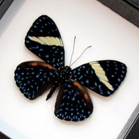 Echte Blaue Sternennacht Schmetterling Gerahmt Taxidermie - Hamadryas Laodamia Banded Female von CuriousKingdomShop