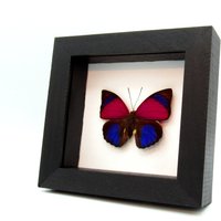 Echte Fuchsie Pinselfüßiger Schmetterling Gerahmt Tierpräparation - Agrias Sardanapalus von CuriousKingdomShop