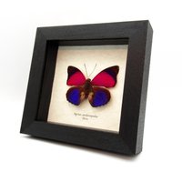 Echter Fuchsia-Schmetterling in Schmetterlingsform - Agrias Sardanapalus von CuriousKingdomShop