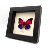 Echte Fuchsie Pinselfüßiger Schmetterling Gerahmt Tierpräparation - Agrias Sardanapalus von CuriousKingdomShop