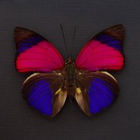 Echte Fuchsie Pinselfüßiger Schmetterling Gerahmt Tierpräparation - Agrias Sardanapalus von CuriousKingdomShop