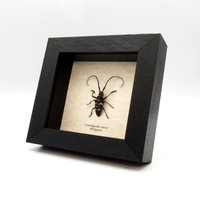 Echte Gerahmte Bockkäfer Präparation - Cerambycidae von CuriousKingdomShop