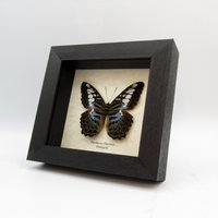 Echte Gerahmte Taxidermie Lavendel Flieder Schmetterling - Parthenos Flieder von CuriousKingdomShop