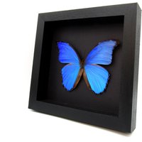 Echte Große Metallic Blaue Morpho Schmetterling Gerahmt Präparatoren - Menelaus Alexandrovna von CuriousKingdomShop