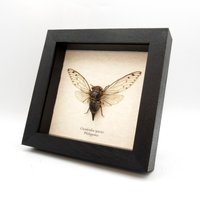 Echte Große Zikade Eingerahmte Präparate - Cicadoidea Art von CuriousKingdomShop