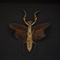 Echte Kleine Betende Mantis Gerahmte Taxidermie - Compsomantis Tumidiceps von CuriousKingdomShop