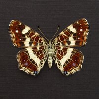 Echte Lila Karte Schmetterling Gerahmt Tierpräparation - Araschnia Levana von CuriousKingdomShop