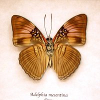 Echte Mesentina Schwester Schmetterling Gerahmt Taxidermie - Adelphia Mesentina von CuriousKingdomShop