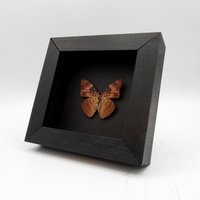 Echte Mesentina Schwester Schmetterling Gerahmte Taxidermie - Adelpha Mesentina von CuriousKingdomShop