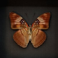 Echte Mesentina Schwester Schmetterling Gerahmte Taxidermie - Adelpha Mesentina von CuriousKingdomShop