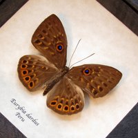 Echte Metallmarke Schmetterling Gerahmt Taxidermie - Eurybia Dardus von CuriousKingdomShop
