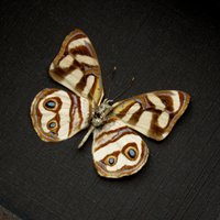 Echte Metallmarke Schmetterling Gerahmte Taxidermie - Dynamine Gisela von CuriousKingdomShop