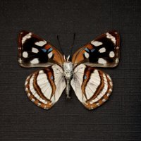 Echte Metallmarke Schmetterling Gerahmte Taxidermie - Dynamine Racidula von CuriousKingdomShop