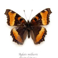 Echte Milbert's Schildpatt Schmetterling Gerahmt Tierpräparation - Aglais Milberti von CuriousKingdomShop
