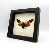 Echte Orange Riesenfrisur - Angamiana Floridula Eingerahmt von CuriousKingdomShop