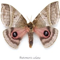 Echte Pinke Saturn-Motte - Automeris Celata Gerahmt, Weiblich von CuriousKingdomShop
