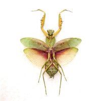 Echte Riesen-Fledermaus-Mantis Mit Umrahmter Blüte - Rhombodera Javana Weiblich von CuriousKingdomShop