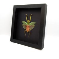 Echte Riesen-Fledermaus-Mantis Mit Umrahmter Blüte - Rhombodera Javana Weiblich von CuriousKingdomShop
