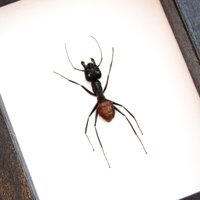 Echte Riesenwald Ameise Gerahmt Taxidermie - Dinomyrmex Gigas von CuriousKingdomShop