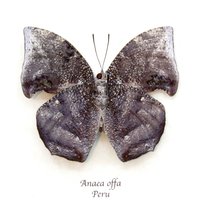 Echte Rinde Imitierender Schmetterling Gerahmte Tierpräparation - Anaea Offa von CuriousKingdomShop