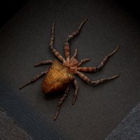 Echte Rote Zeltspinne Eingerahmt - Cyrtophora Unicolor von CuriousKingdomShop