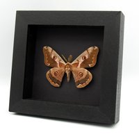 Echte Saturn Motte - Caligula Boisduvali in Gerahmter Form von CuriousKingdomShop