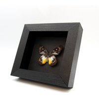 Echte Schwarze Delias Schmetterling Gerahmte Taxidermie - Pasithoe von CuriousKingdomShop