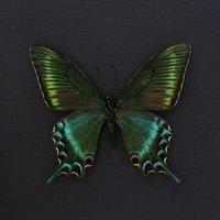 Echte Schwarze Schwalbenschwänzchen in Gerahmter Form - Papilio Maackii Springform von CuriousKingdomShop