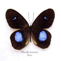 Echte Schwarze Und Lila Schmetterling Gerahmt Tierpräparation - Pierella Hortona von CuriousKingdomShop