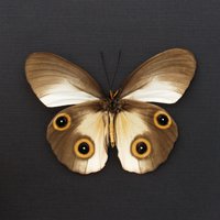Echte Seiden-Eule Schmetterling Gerahmt Tierpräparation - Taenaris Catops von CuriousKingdomShop