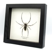 Echte Seidenweberspinne Eingerahmten Präparator - Aranaea Spezies Groß von CuriousKingdomShop