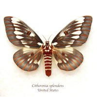 Echte Splendid Royal Moth Gerahmte Tierpräparation - Citheronia Splendens Großes Weibchen von CuriousKingdomShop