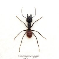 Echte Waldameise Eingerahmt - Dinomyrmex Gigas von CuriousKingdomShop