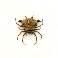 Echte Winzige Orb Weever Spider Gerahmt - Actinacantha Globulata von CuriousKingdomShop