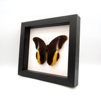 Echte Xl Goldene Eule Schmetterling Gerahmt Tierpräparation - Caligo Atreus von CuriousKingdomShop