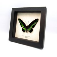 Echte Xl Grüne Birdwing Schmetterling Gerahmte Präparator - Trogonoptera Melliana von CuriousKingdomShop