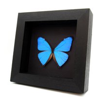 Echter Blauer Morphofalter Gerahmter Schmetterling - Morpho Aega von CuriousKingdomShop