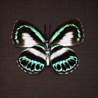 Echter Blauer Schmetterling Gerahmt Taxidermie - Danis Danis Hermes Weiblich von CuriousKingdomShop