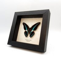 Echter Blauer Schmetterling Gerahmt Taxidermie - Graphium Milon von CuriousKingdomShop